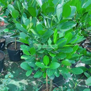 cay-phuc-2