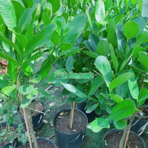 cay-phuc-3
