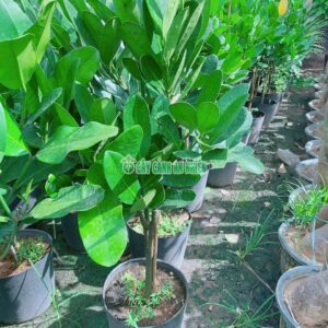 cay-phuc-4
