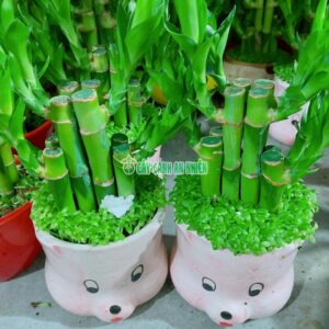Cây Trúc Phát Tài 17cm cay-truc-phat-tai-1