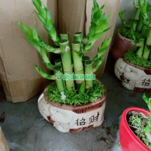 Cây Trúc Phát Tài 17cm cay-truc-phat-tai-2