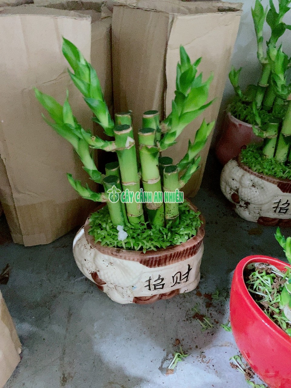 cay-truc-phat-tai-2 cay-truc-phat-tai-2