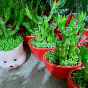 Cây Trúc Phát Tài 17cm cay-truc-phat-tai-4