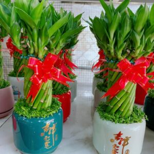 cay-truc-phat-tai-xoan-de-ban-3