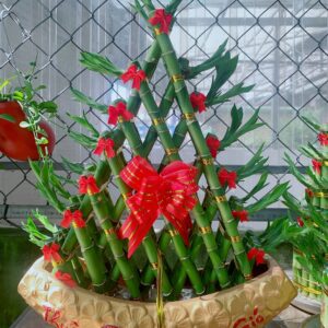 cay-truc-thuan-buom-xuoi-gio-5
