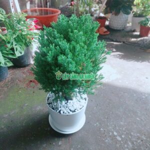 cay-tung-bong-lai-1