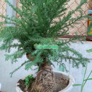 cay-tung-bong-lai-xuong-ca-5
