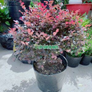 cay-hong-phung-cao70-4