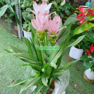 Nghệ Tây Trắng Hồng Cao 50-55cm(Khương Hoàng Hoa) cay-khuong-hoang-hoa-4