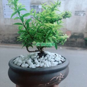 cay-mai-chieu-thuy-de-ban-2