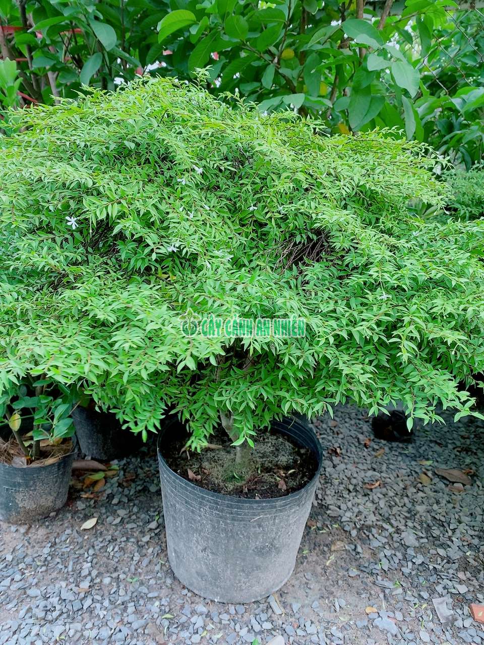 cay-mai-chieu-thuy-la-kim-2 cay-mai-chieu-thuy-la-kim-2