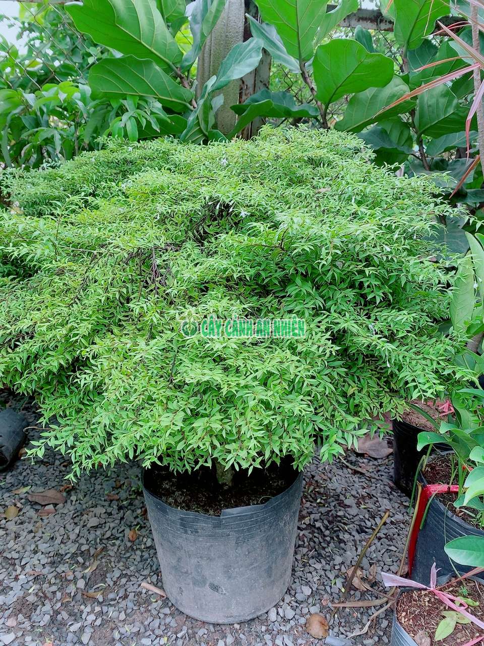 cay-mai-chieu-thuy-la-kim-3 cay-mai-chieu-thuy-la-kim-3