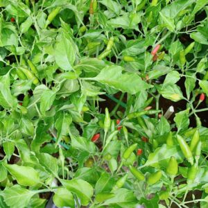 Cây Ớt Xiêm Xanh Cao 50-70cm cay-ot-xiem-xanh-1