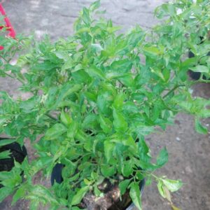 Cây Ớt Xiêm Xanh Cao 50-70cm cay-ot-xiem-xanh-4