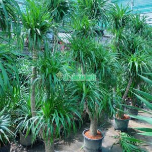 cay-phat-tai-nui-2m5-1