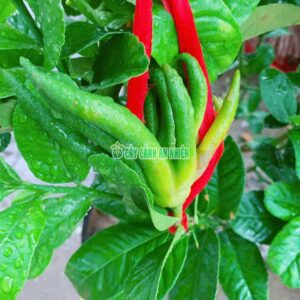 cay-phat-thu-70cm-1