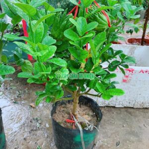 cay-phat-thu-70cm-2