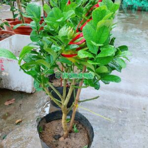 cay-phat-thu-70cm-4