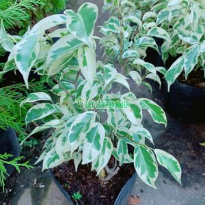 Cây Si Cẩm Thạch Cao 40cm cay-si-cam-thach-4