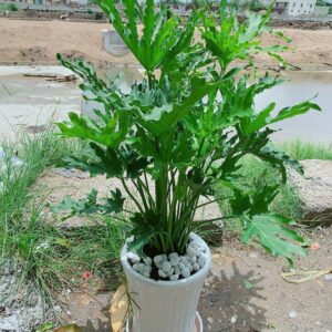 cay-trau-ba-thanh-xuan-100cm-3