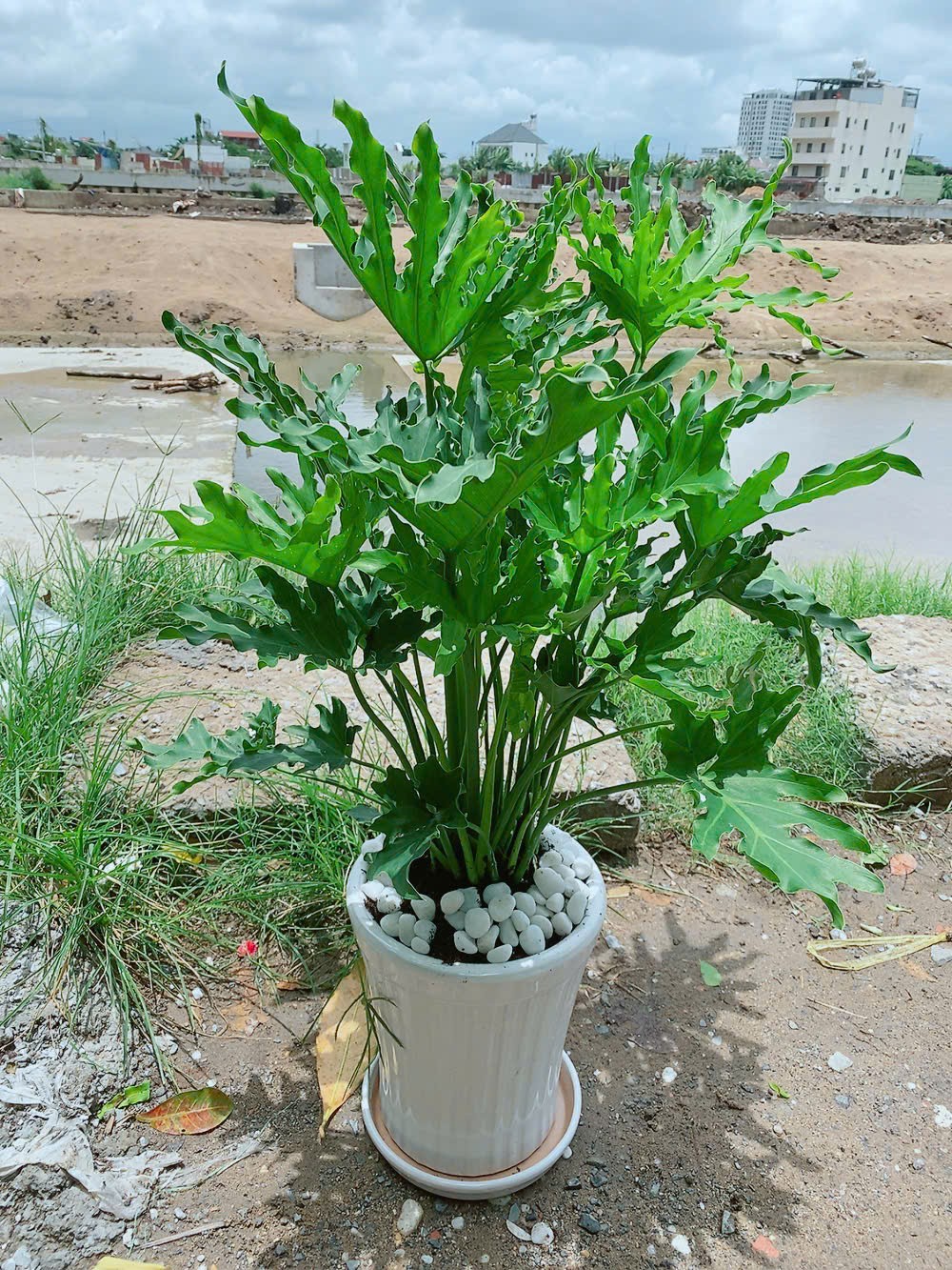 cay-trau-ba-thanh-xuan-100cm-3