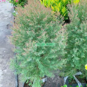 Cây Tùng Búp Đỏ Cao 80cm-1m Tán 30cm cay-tung-bup-do-2