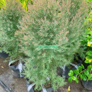 Cây Tùng Búp Đỏ Cao 80cm-1m Tán 30cm cay-tung-bup-do-3