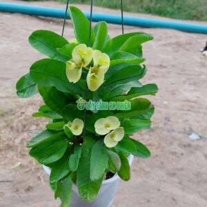 cay-xuong-rong-bat-tien-vang-4
