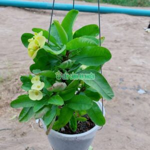 cay-xuong-rong-bat-tien-vang-5