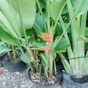 Cây Chuối Mỏ Phượng Sẵn Hoa cay-chuoi-mo-phuong-1