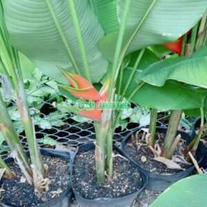 Cây Chuối Mỏ Phượng Sẵn Hoa cay-chuoi-mo-phuong-2