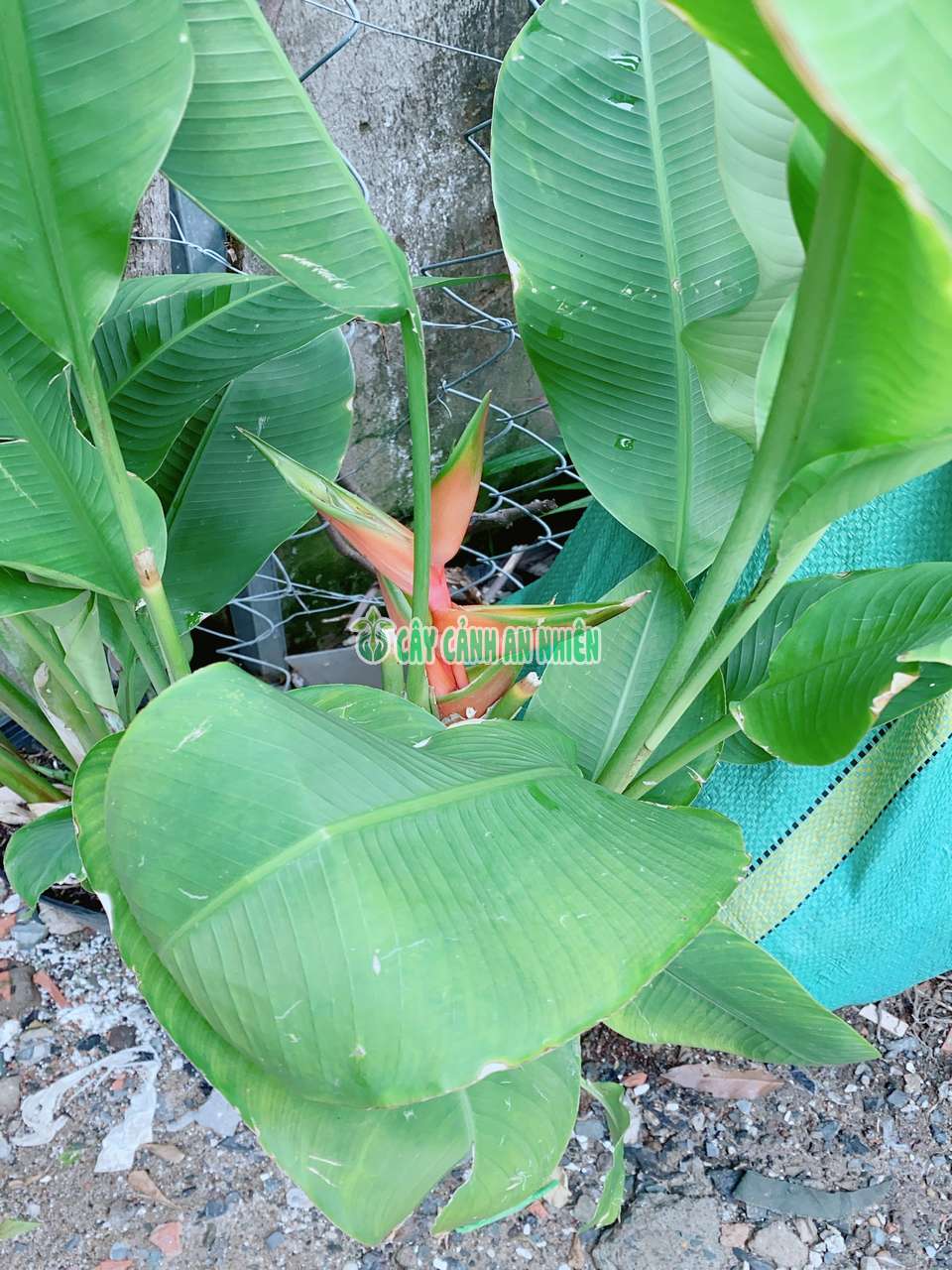 cay-chuoi-mo-phuong-3 cay-chuoi-mo-phuong-3