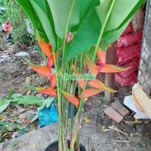 cay-chuoi-mo-phuong-4