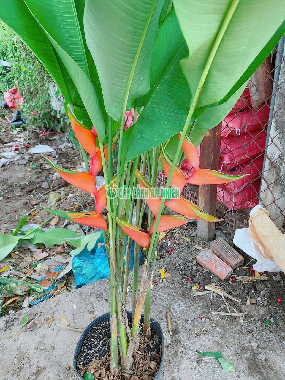 cay-chuoi-mo-phuong-4 cay-chuoi-mo-phuong-4