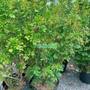 cay-ngau-1m5-2