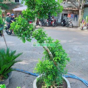 cay-nguyet-que-bonsai-1m8-1