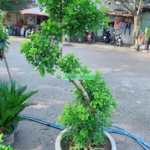 cay-nguyet-que-bonsai-1m8-3
