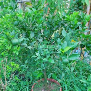 cay-quyt-duong-1m3-5
