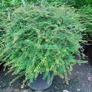 Sơn Liễu Cao 1m Tán 90cm Gốc Lên Ngọn 70cm cay-son-lieu-4