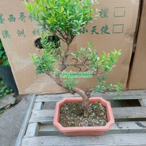 cay-tieu-diep-xich-nam-bonsai-6