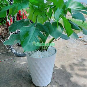 Chậu Cây Trầu Bà Lá Sẻ- Montera Cao 1m cay-trau-ba-la-se-2