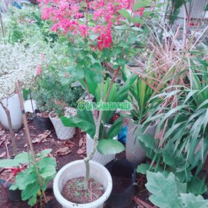 cay-tuong-vi-hong-1