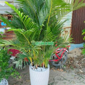 cay-cau-thai-4
