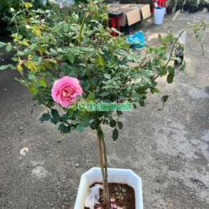 Cây Hoa Hồng Một Cốt Cao 1-1m2