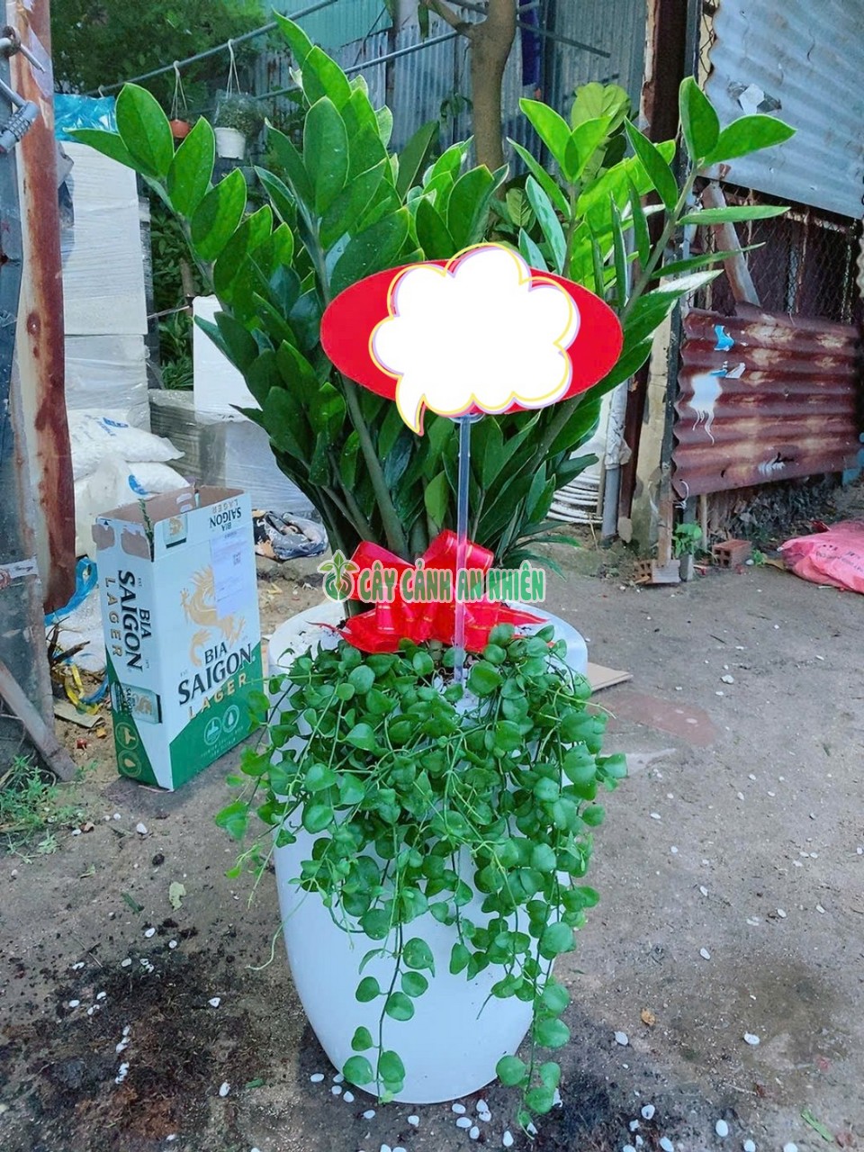 cay-kim-tien-khai-truong-1