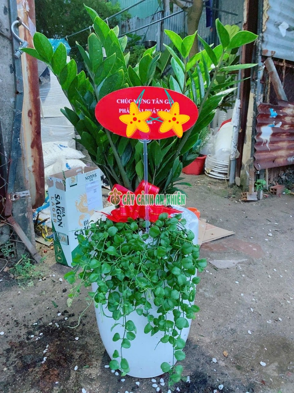 cay-kim-tien-khai-truong-3 cay-kim-tien-khai-truong-3