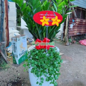 Chậu Cây Kim Phát Tài Mừng Khai Trương (Kim Tiền) cay-kim-tien-khai-truong-4