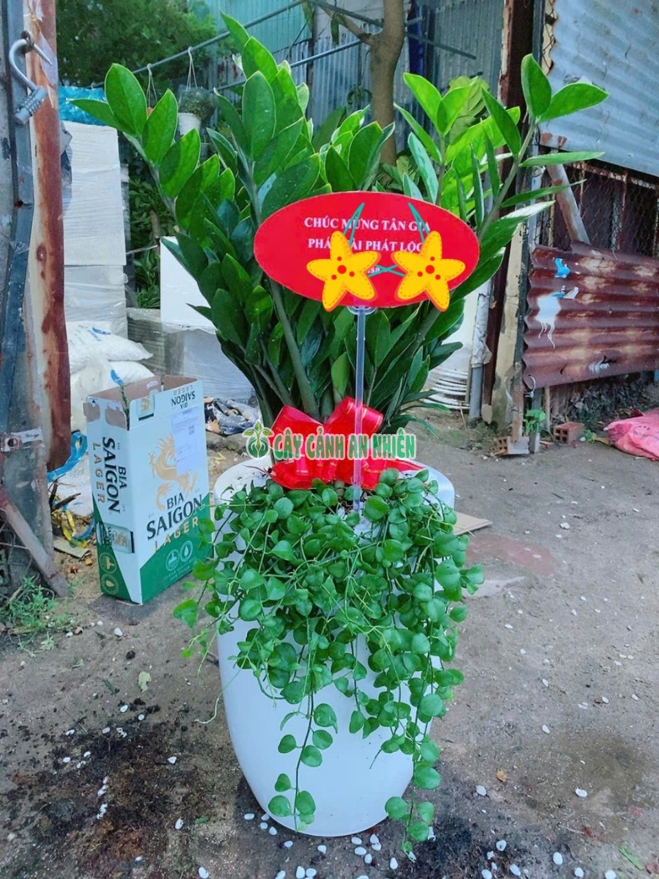 cay-kim-tien-khai-truong-4 cay-kim-tien-khai-truong-4