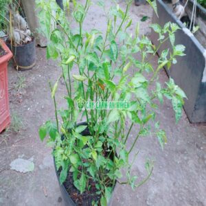 Cây Ớt Chim Ỉa cay-ot-chim-ia-1