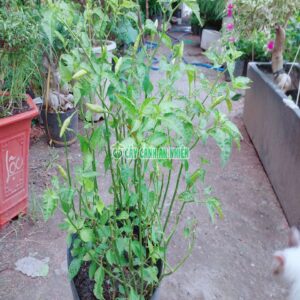 Cây Ớt Chim Ỉa cay-ot-chim-ia-4